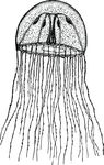 Free Clipart Of A Jellyfish