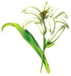 Free Clipart Of A Lily Flower