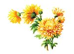 Free Clipart Of Flowers