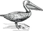 Free Clipart Of A Black And White Pelican