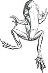Free Clipart Of A Frog In Black And White