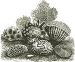 Free Clipart Of A Coral Reef