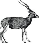 Free Clipart Of An Antelope In Black And White