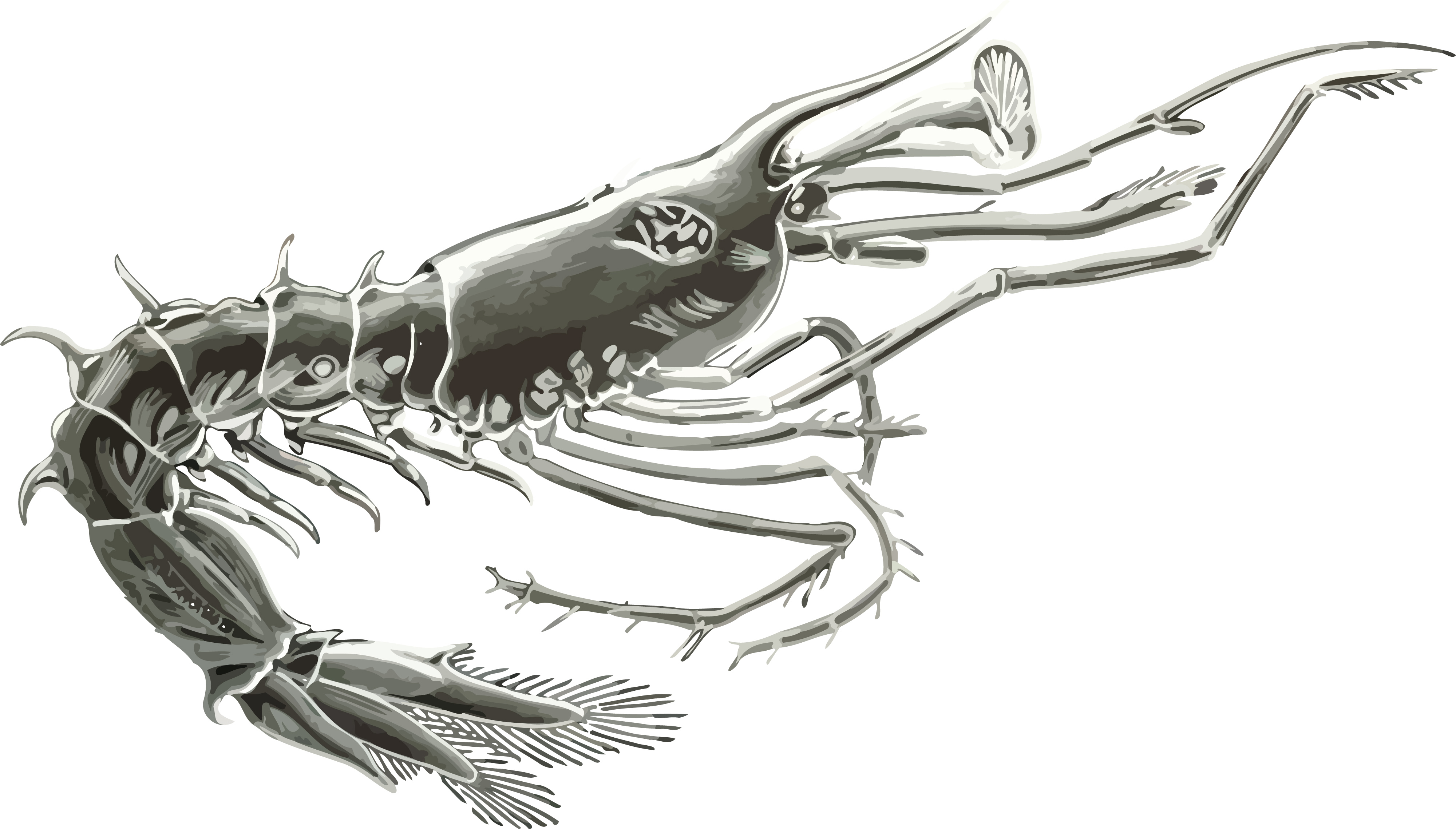 Раки наружный скелет. Креветка скелет. Скелет беспозвоночных животных. Скелет креветки внутренний. Рачок скелет.