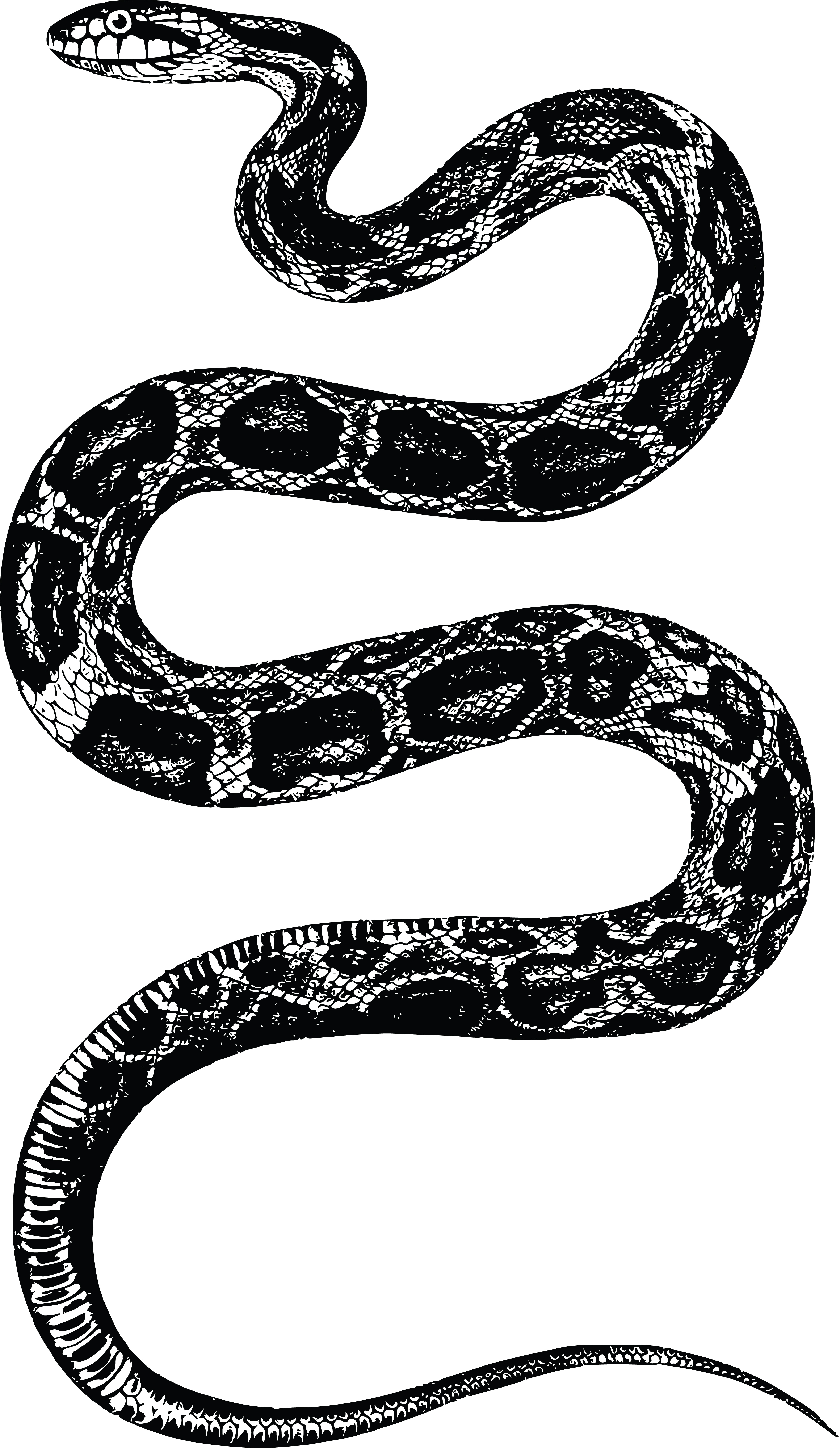 Удав символ. Блейк Снейк чёрная змея. Векторный рисунок змеи. Змея на белом фоне. Змея черно белая.