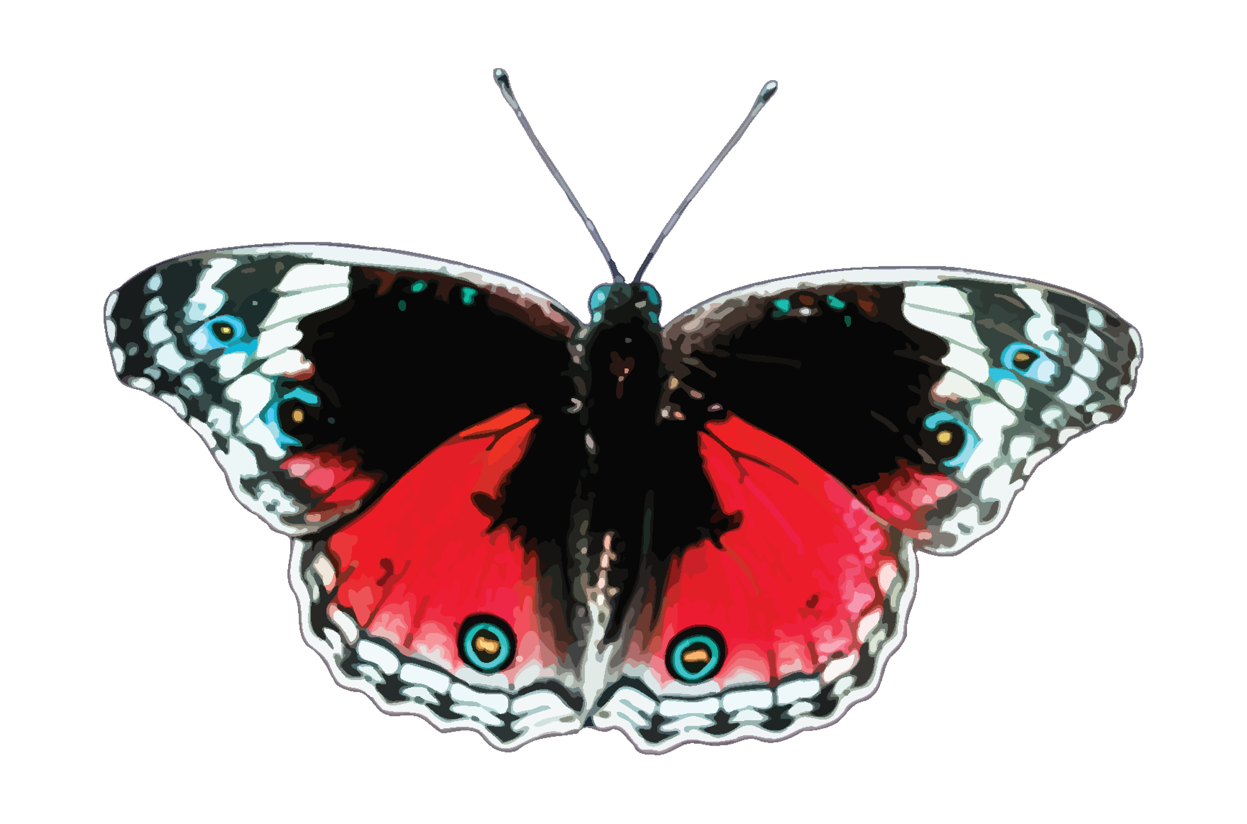 Бабочка декоративная на белом фоне