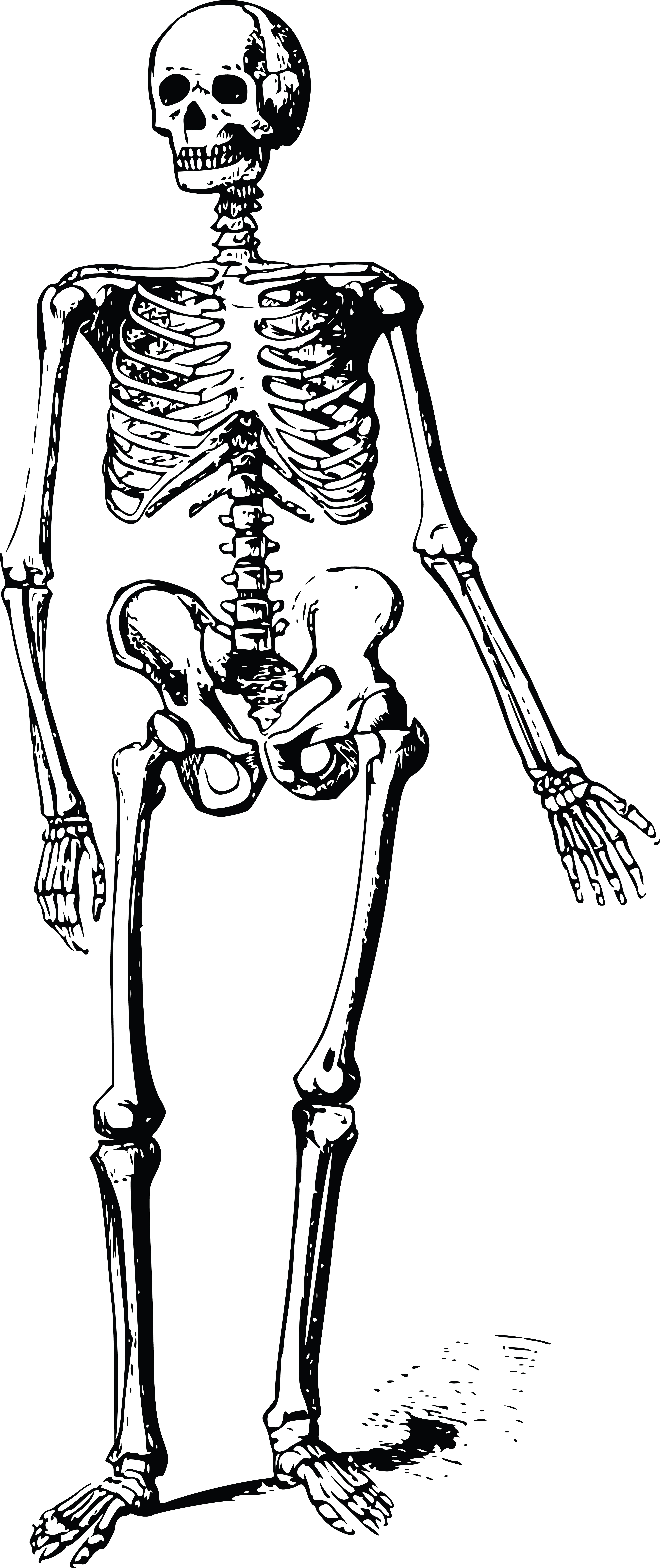 Cartoon Skeleton Pictures ~ Cute Skeleton Cartoon Royalty Free Vector ...