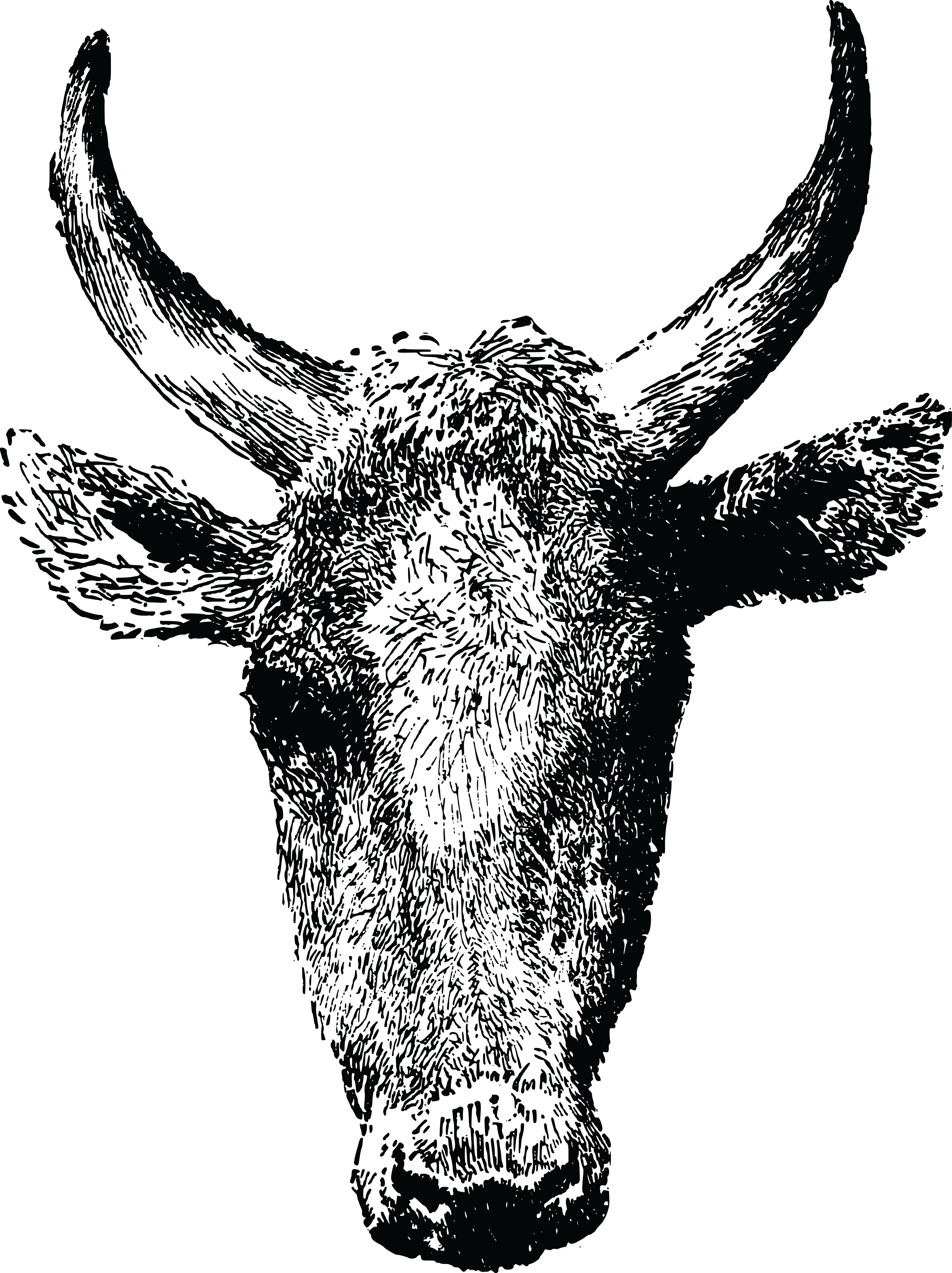 Download Free Clipart Of A cow head