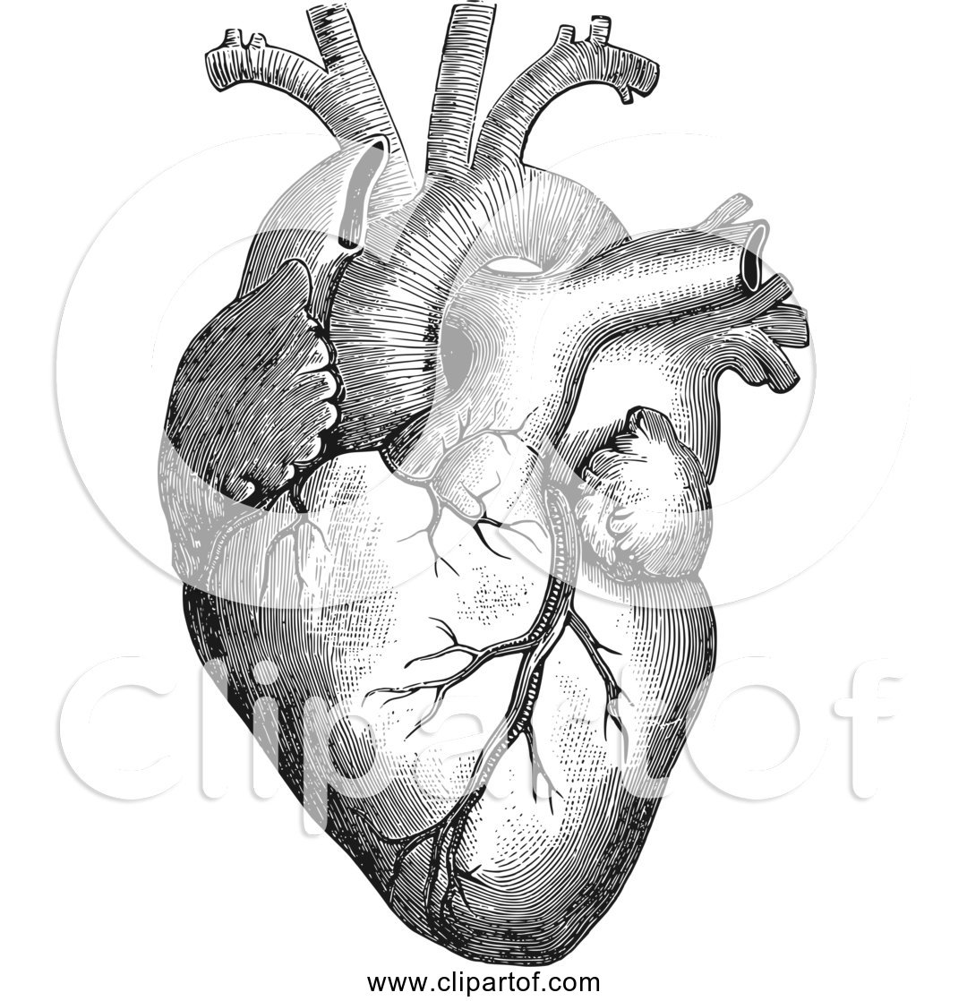 Download Free Clipart Of Anatomical Human Heart Black And White Version