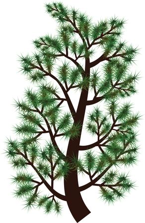 Free Clipart Of A Pine Tree Branch