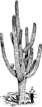 Free Clipart Of A saguaro cactus