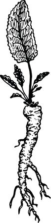 Free Clipart Of A root plant