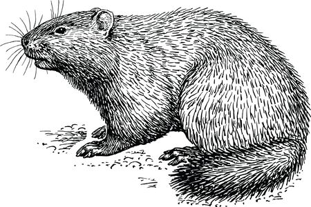 Free Clipart Of A Woodchuck