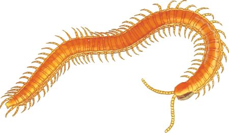 Free Clipart Of A centipede