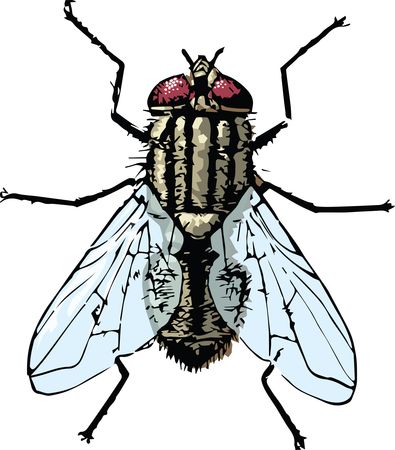 Free Clipart Of A house fly