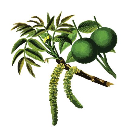 Free Clipart Of A walnut branch