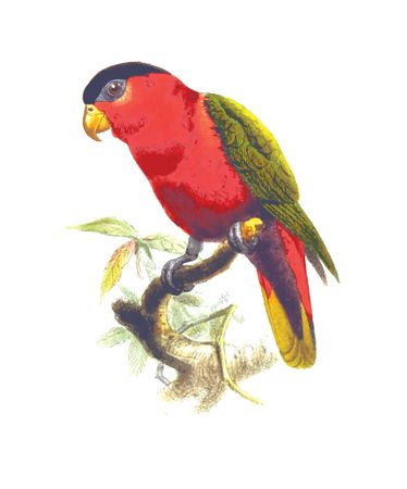 Free Clipart Of A parrot bird
