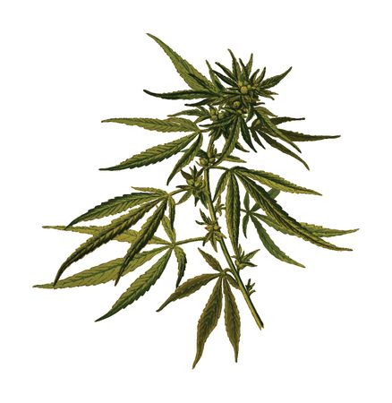 Free Clipart Of A cannabis plant
