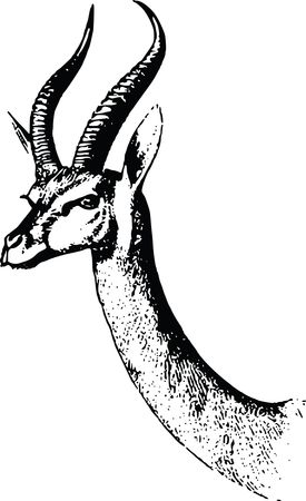 Free Clipart Of A gazelle
