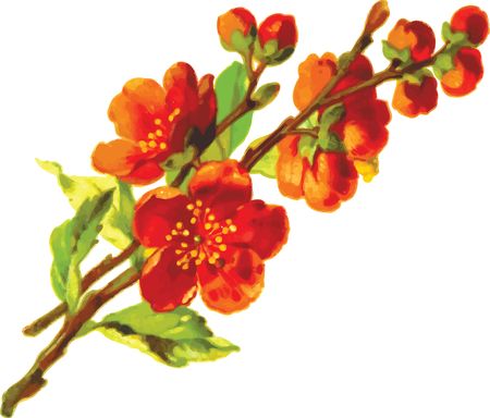 Free Clipart Of A flowering plant