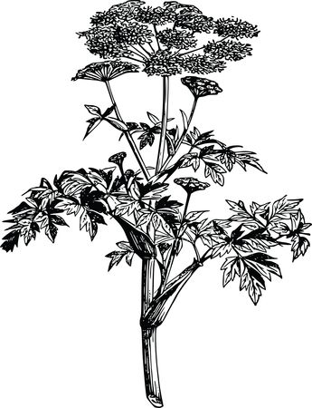 Free Clipart Of An angelica plant