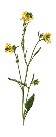 Free Clipart Of A mustard plant