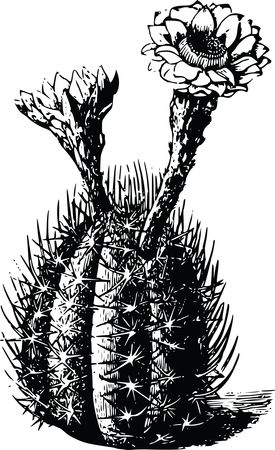 Free Clipart Of A cactus