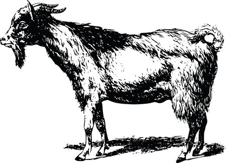 Free Clipart Of A goat