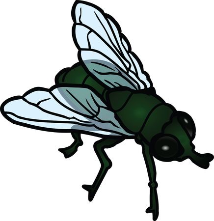 Free Clipart Of A fly