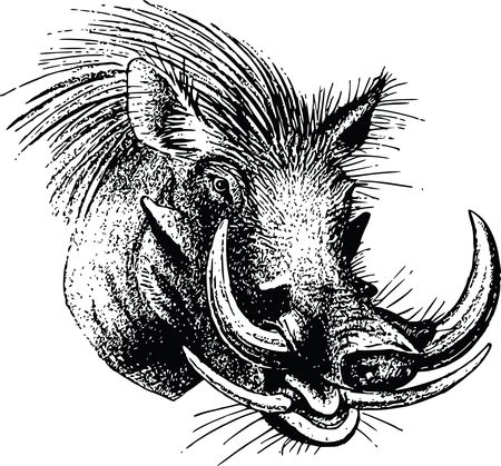 Free Clipart Of A boar