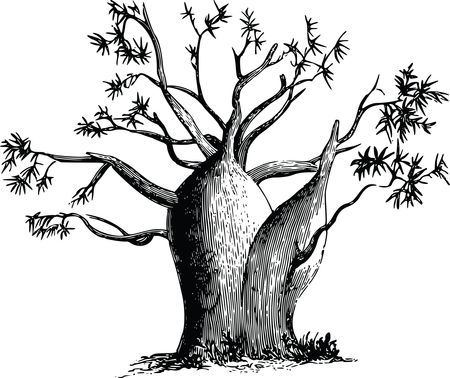 Free Clipart Of A baobab