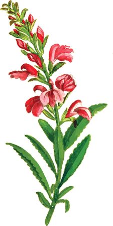 Free Clipart Of A flowering plant