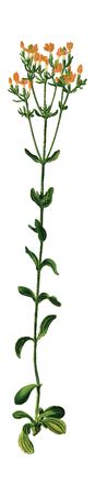 Free Clipart Of A gentian plant
