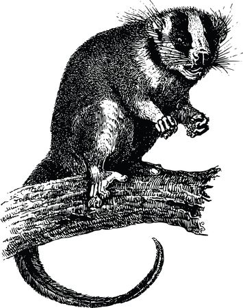 Free Clipart Of A possum