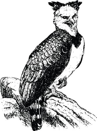 Free Clipart Of A harpy eagle