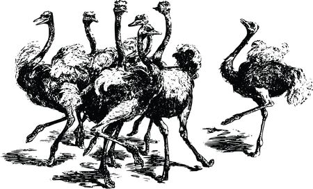 Free Clipart Of A group of ostriches