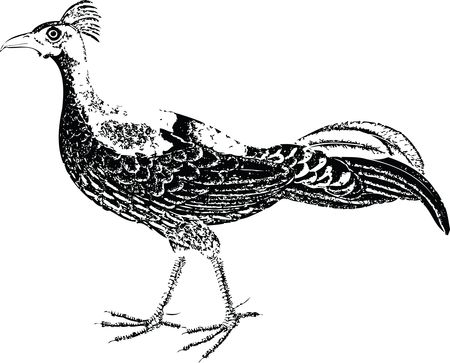 Free Clipart Of A pheasant bird