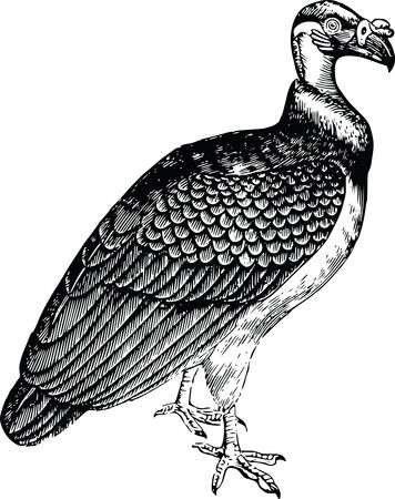 Free Clipart Of A vulture