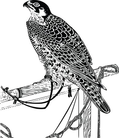 Free Clipart Of A pet falcon