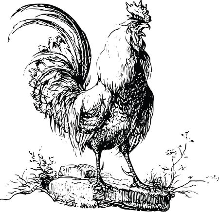 Free Clipart Of A rooster