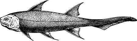 Free Clipart Of A fish