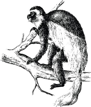 Free Clipart Of A monkey