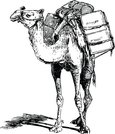 Free Clipart Of A camel