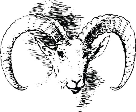 Free Clipart Of A Bighorn sheep