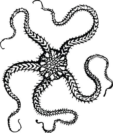 Free Clipart Of A starfish