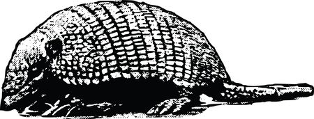 Free Clipart Of An armadillo
