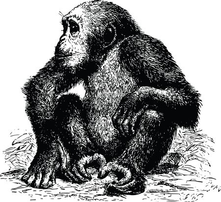 Free Clipart Of A chimp