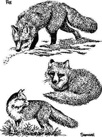 Free Clipart Of foxes
