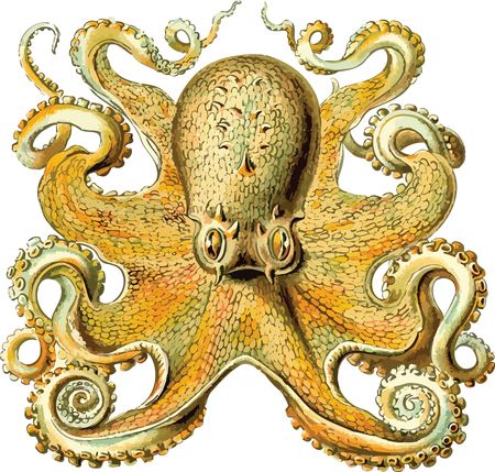 Free Clipart Of An octopus