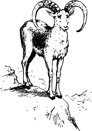 Free Clipart Of A Bighorn sheep